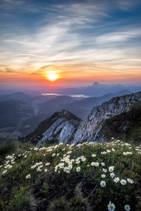 Preview wallpaper flowers, mountains, view, landscape, sunrise