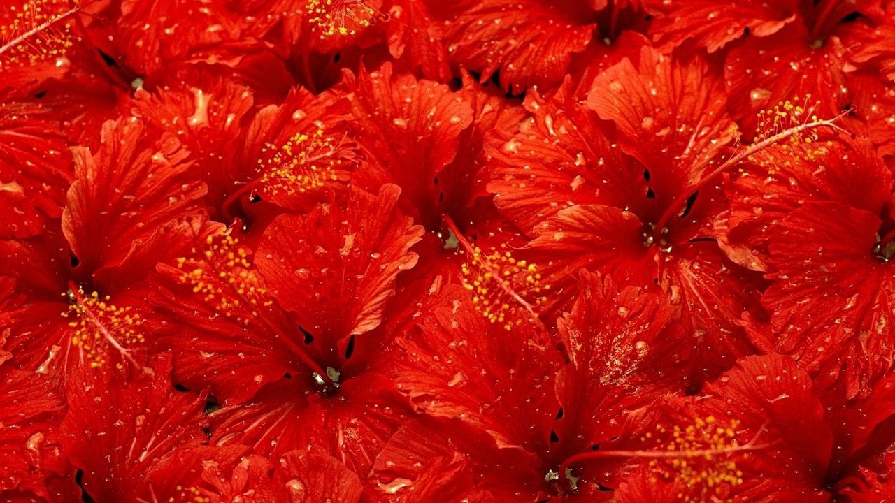 Wallpaper flowers, much, drops, red