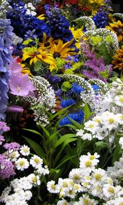 Preview wallpaper flowers, muscari, many, flowerbed, various