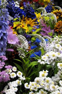 Preview wallpaper flowers, muscari, many, flowerbed, various