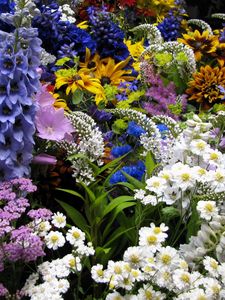 Preview wallpaper flowers, muscari, many, flowerbed, various