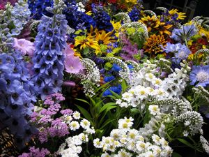 Preview wallpaper flowers, muscari, many, flowerbed, various