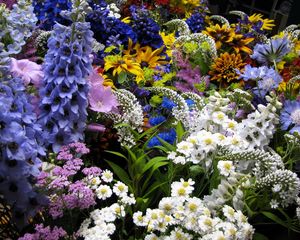 Preview wallpaper flowers, muscari, many, flowerbed, various