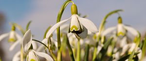 Preview wallpaper flowers, narcissus, field, bee, pollination