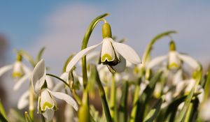 Preview wallpaper flowers, narcissus, field, bee, pollination