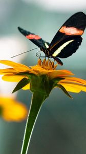 Preview wallpaper flowers, nature, butterfly, insect