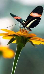 Preview wallpaper flowers, nature, butterfly, insect