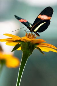 Preview wallpaper flowers, nature, butterfly, insect