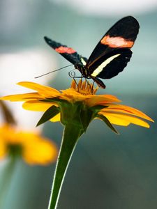 Preview wallpaper flowers, nature, butterfly, insect