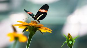 Preview wallpaper flowers, nature, butterfly, insect