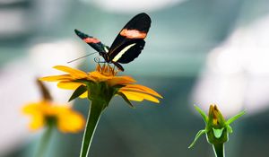 Preview wallpaper flowers, nature, butterfly, insect