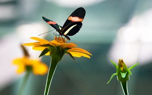 Preview wallpaper flowers, nature, butterfly, insect