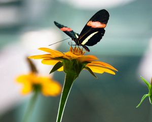 Preview wallpaper flowers, nature, butterfly, insect