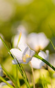 Preview wallpaper flowers, nature, field, grass, summer