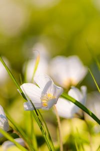 Preview wallpaper flowers, nature, field, grass, summer