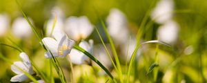 Preview wallpaper flowers, nature, field, grass, summer