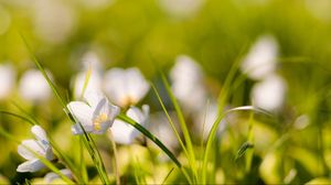 Preview wallpaper flowers, nature, field, grass, summer