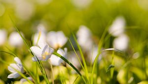 Preview wallpaper flowers, nature, field, grass, summer