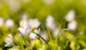 Preview wallpaper flowers, nature, field, grass, summer