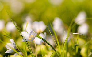 Preview wallpaper flowers, nature, field, grass, summer