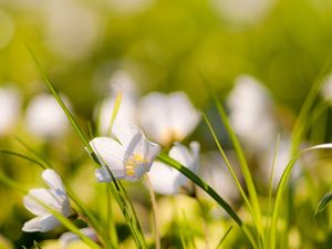 Preview wallpaper flowers, nature, field, grass, summer