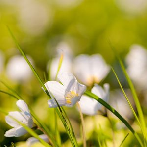 Preview wallpaper flowers, nature, field, grass, summer