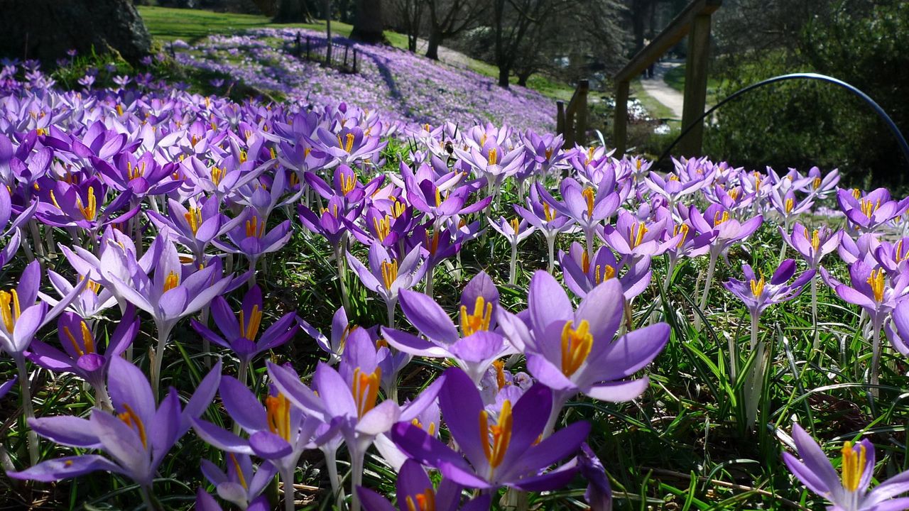 Wallpaper flowers, nature, flower bed