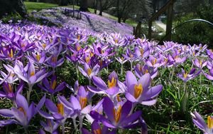 Preview wallpaper flowers, nature, flower bed