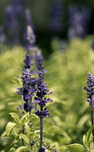 Preview wallpaper flowers, nature, herbs, grass, meadow