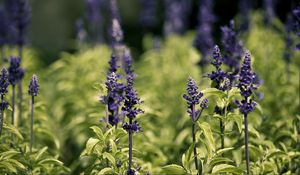 Preview wallpaper flowers, nature, herbs, grass, meadow