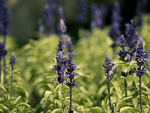 Preview wallpaper flowers, nature, herbs, grass, meadow