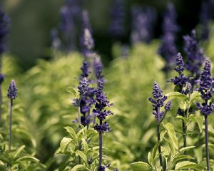 Preview wallpaper flowers, nature, herbs, grass, meadow