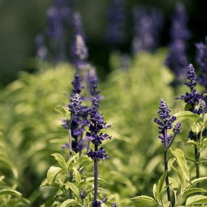 Preview wallpaper flowers, nature, herbs, grass, meadow