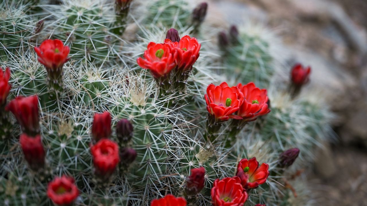 Wallpaper flowers, needles, cactus, macro hd, picture, image