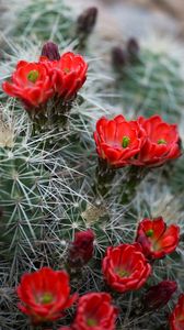 Preview wallpaper flowers, needles, cactus, macro