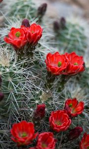 Preview wallpaper flowers, needles, cactus, macro