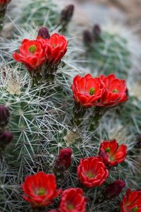 Preview wallpaper flowers, needles, cactus, macro
