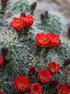 Preview wallpaper flowers, needles, cactus, macro