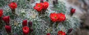 Preview wallpaper flowers, needles, cactus, macro