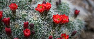 Preview wallpaper flowers, needles, cactus, macro