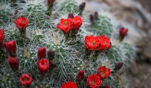 Preview wallpaper flowers, needles, cactus, macro