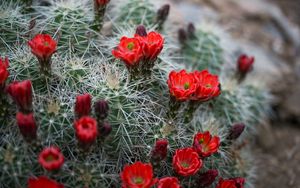 Preview wallpaper flowers, needles, cactus, macro