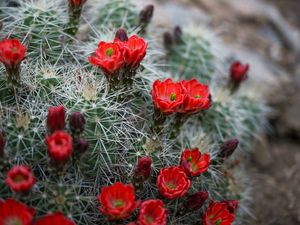 Preview wallpaper flowers, needles, cactus, macro