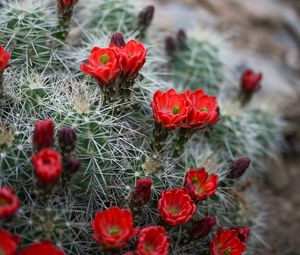 Preview wallpaper flowers, needles, cactus, macro