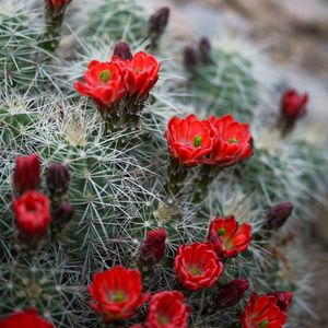 Preview wallpaper flowers, needles, cactus, macro