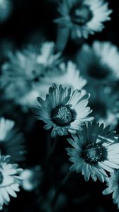 Preview wallpaper flowers, night, chamomile, shadow, nature