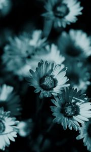 Preview wallpaper flowers, night, chamomile, shadow, nature