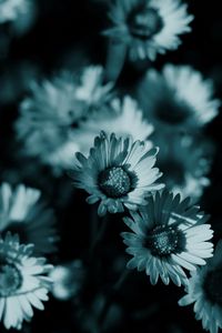 Preview wallpaper flowers, night, chamomile, shadow, nature