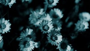 Preview wallpaper flowers, night, chamomile, shadow, nature