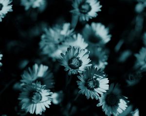 Preview wallpaper flowers, night, chamomile, shadow, nature